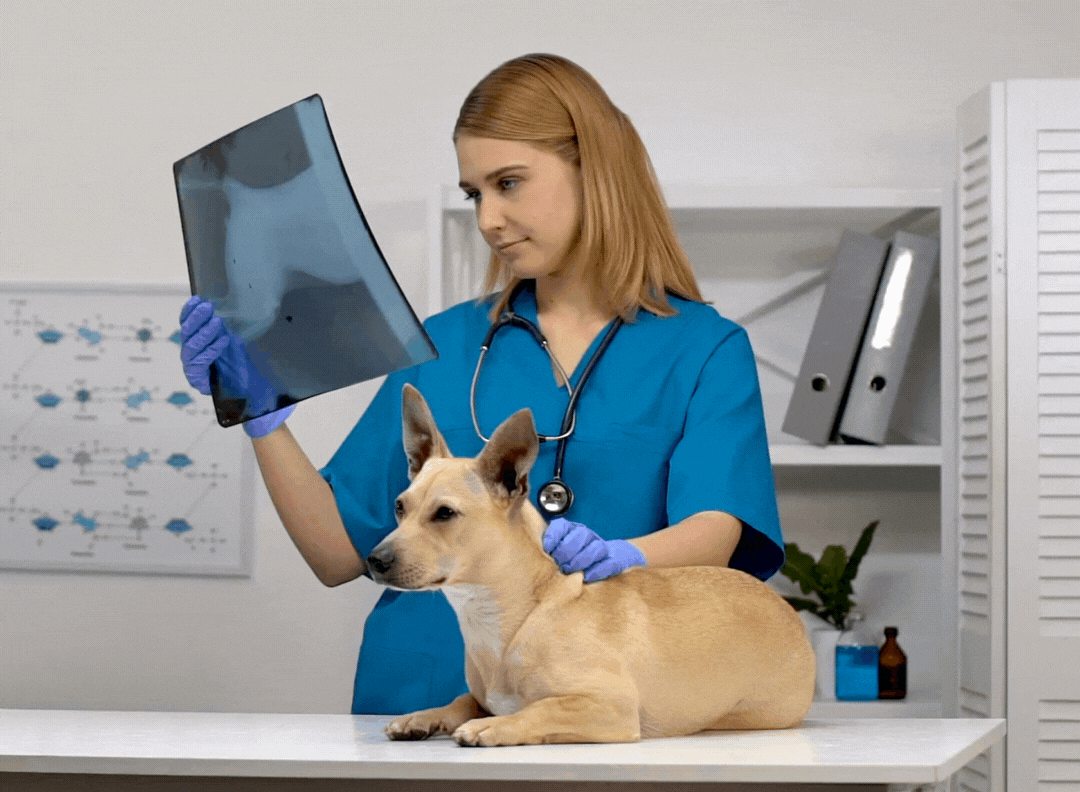 Pet Medical Care